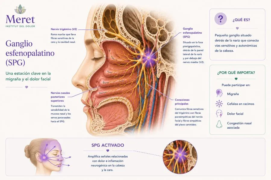 Ganglio esfenopalatino rol médico